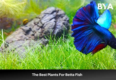 beta fish plant|The 11 Of Best Plants For Betta Fish [Reviewed And Tested].